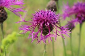 Vastövű imola, Centaurea scabiosa, etnobotanika